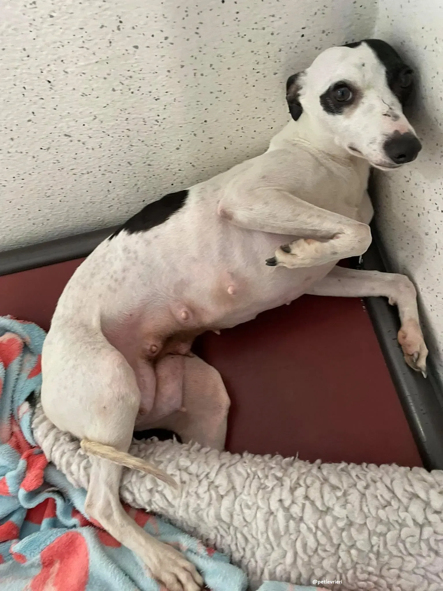 heidi adozione whippet 1