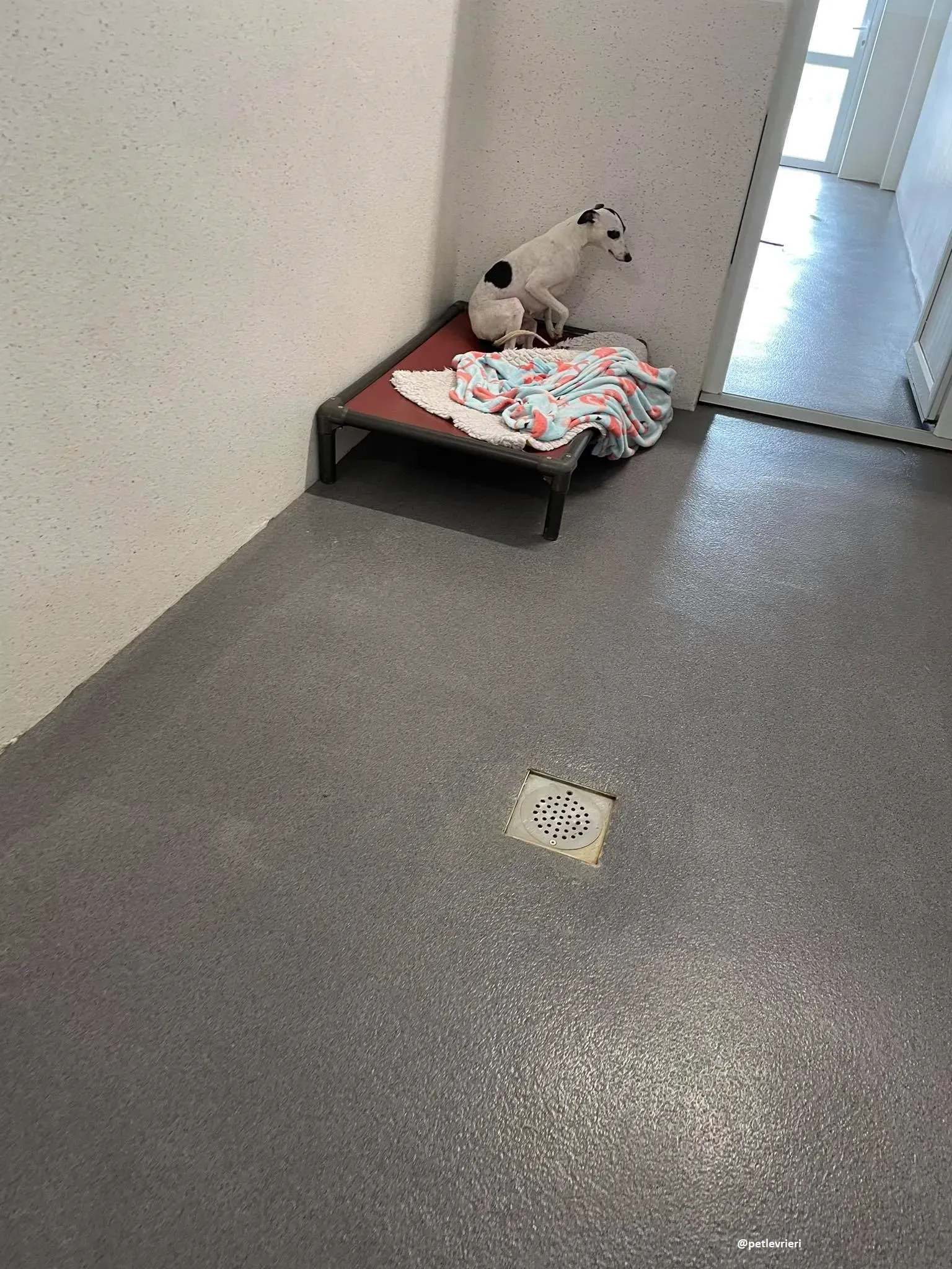 heidi adozione whippet 10