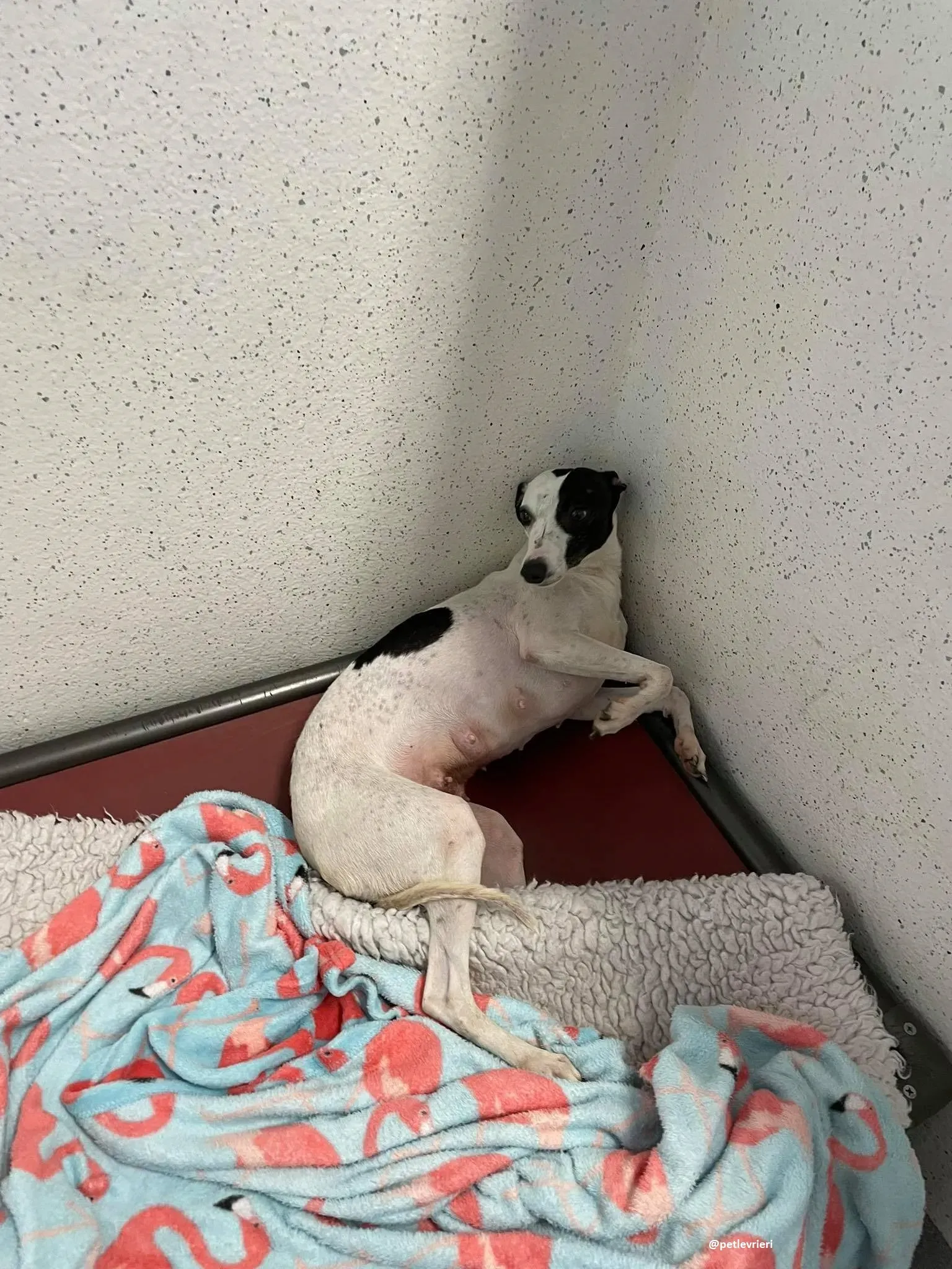 heidi adozione whippet 2