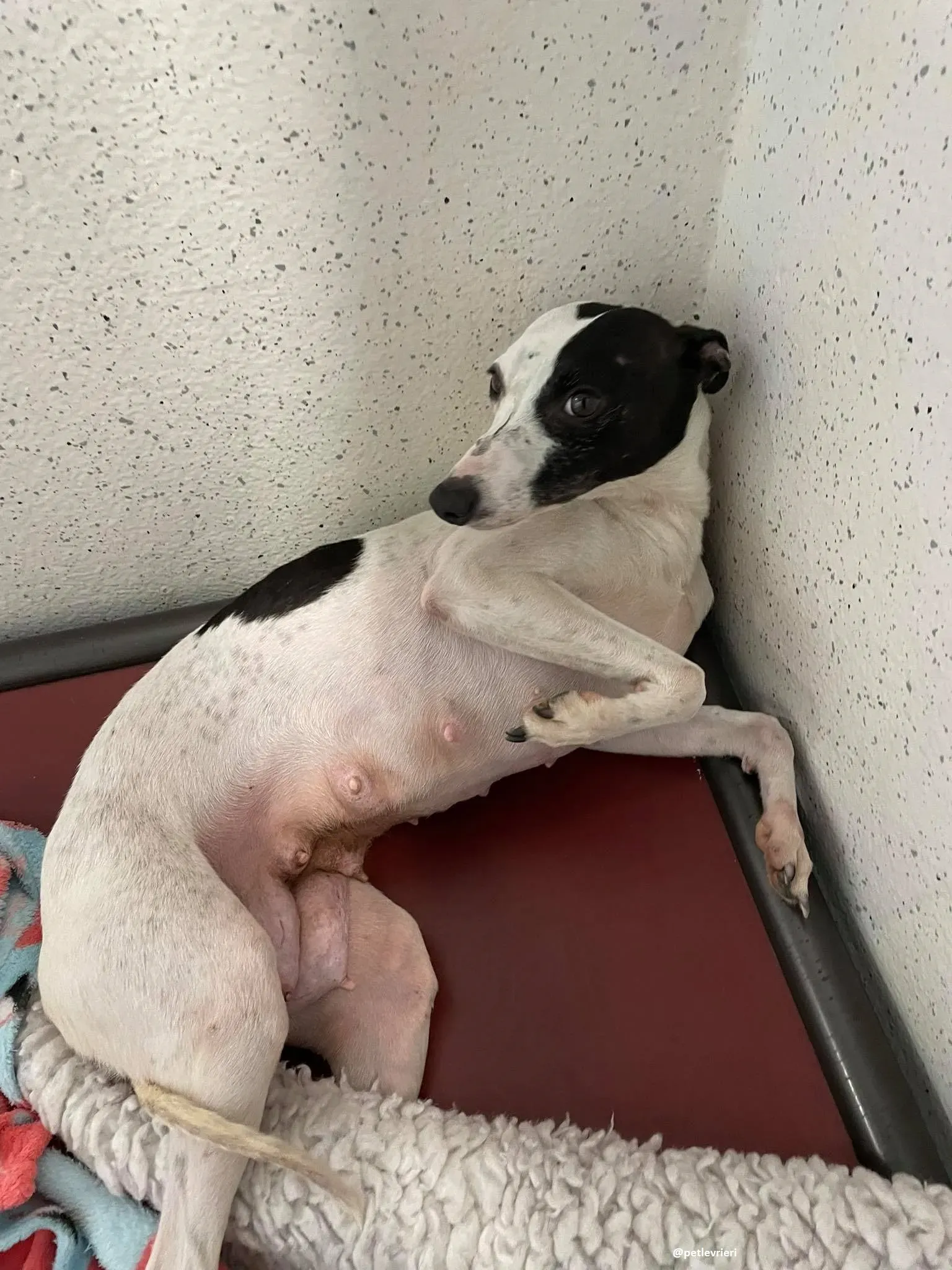 heidi adozione whippet 3