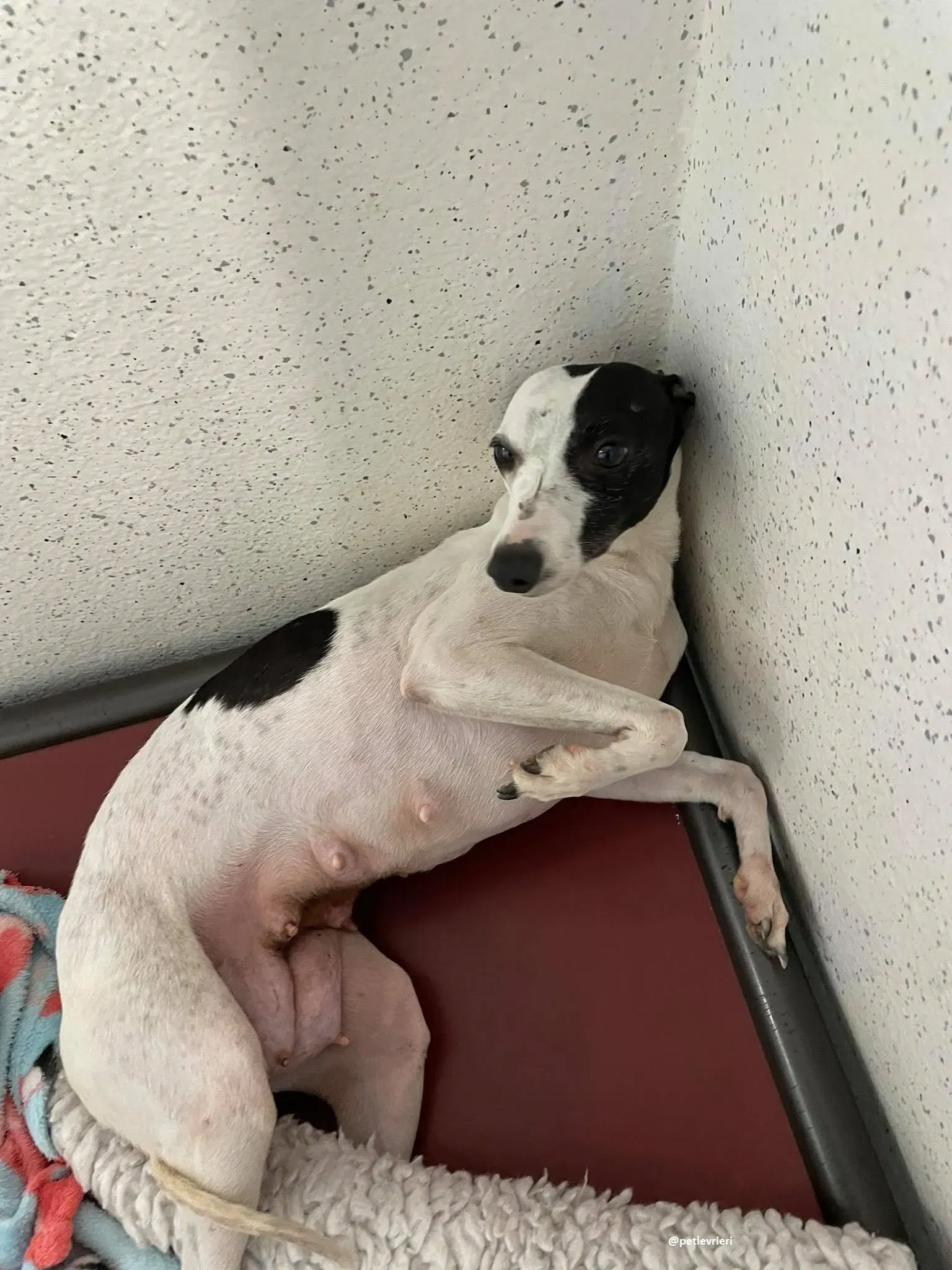 heidi adozione whippet 4