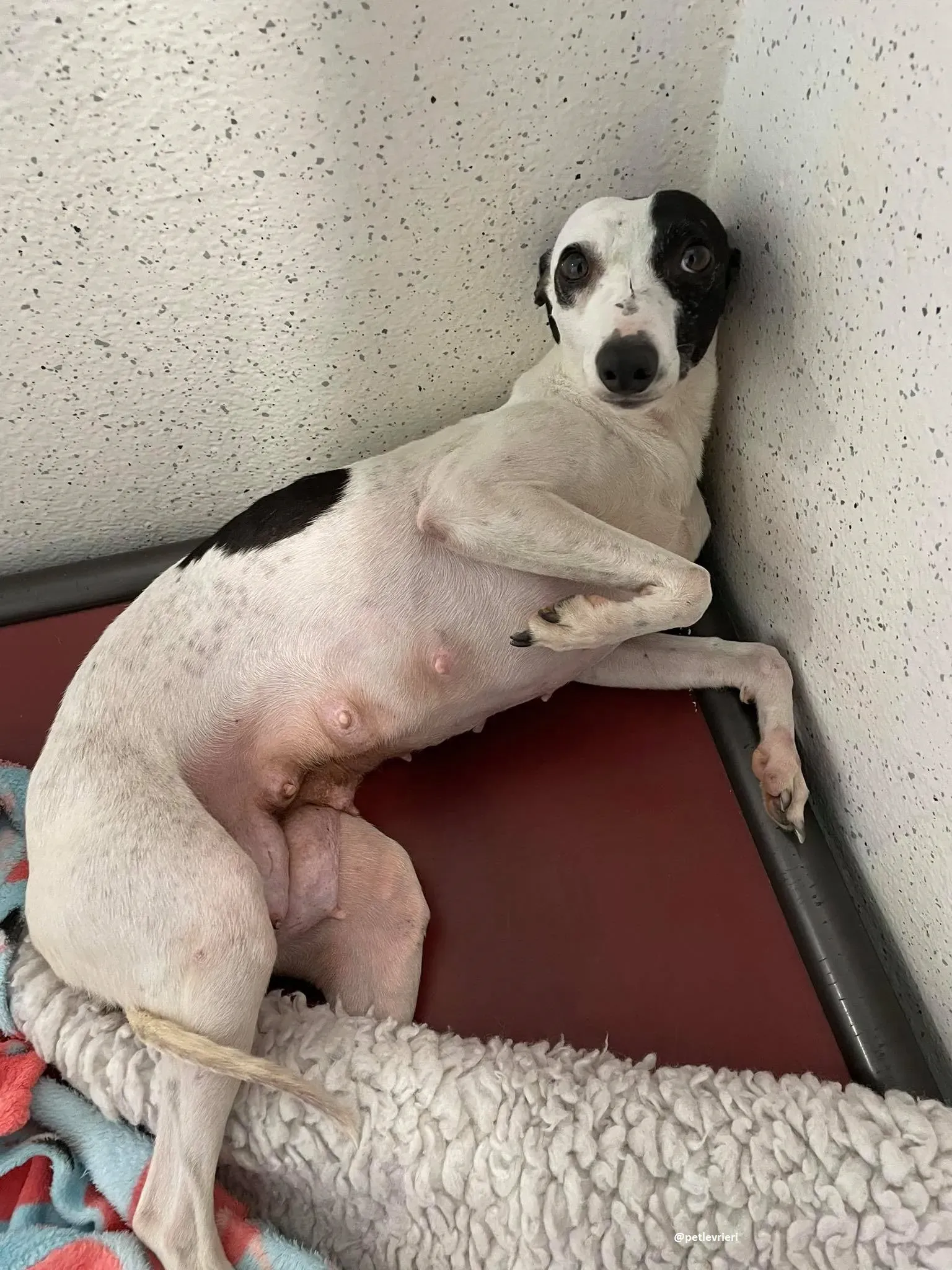 heidi adozione whippet 5