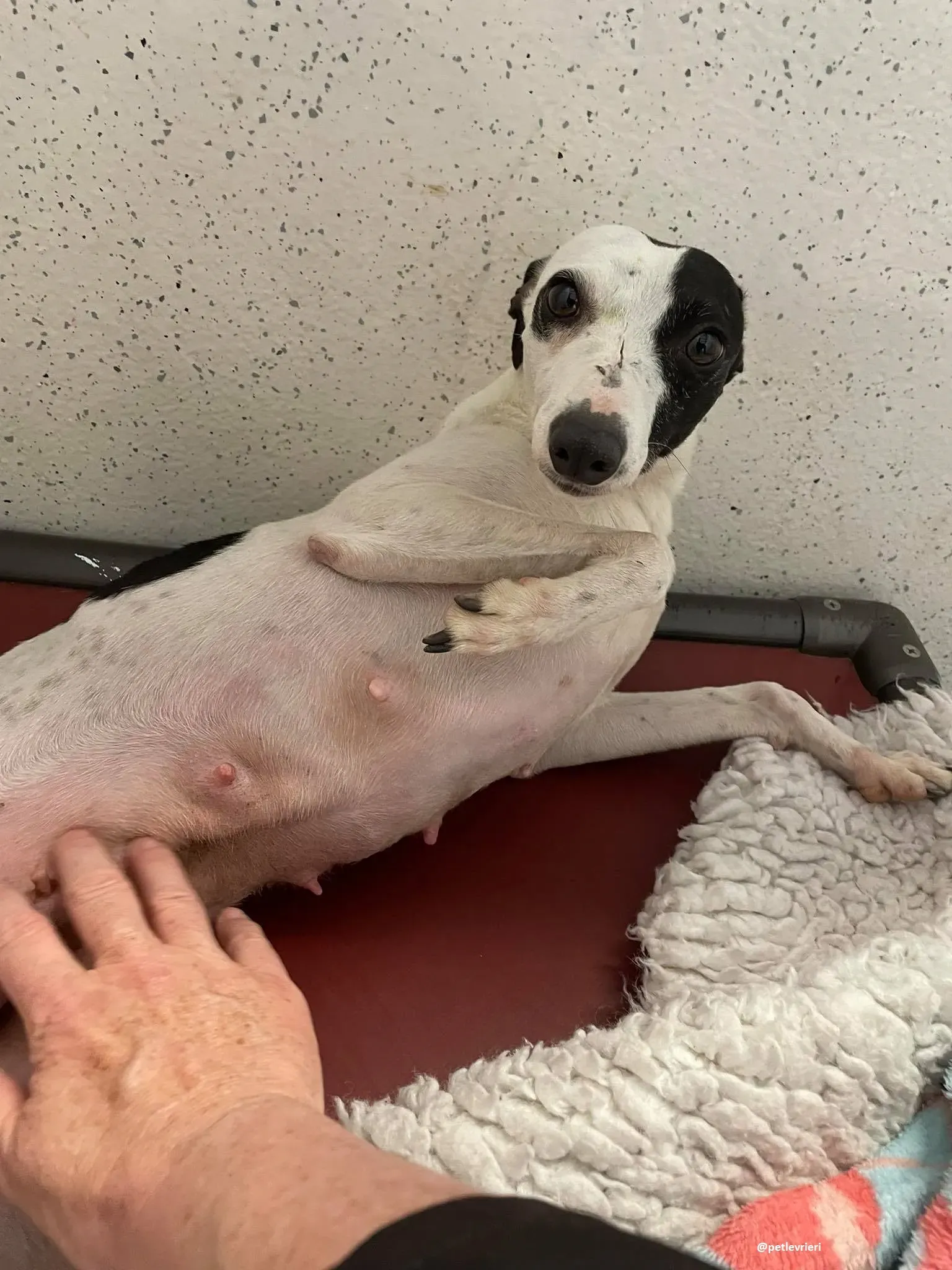 heidi adozione whippet 6