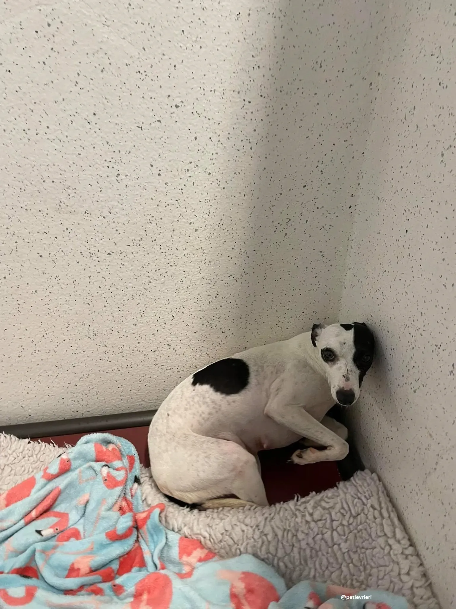 heidi adozione whippet 7