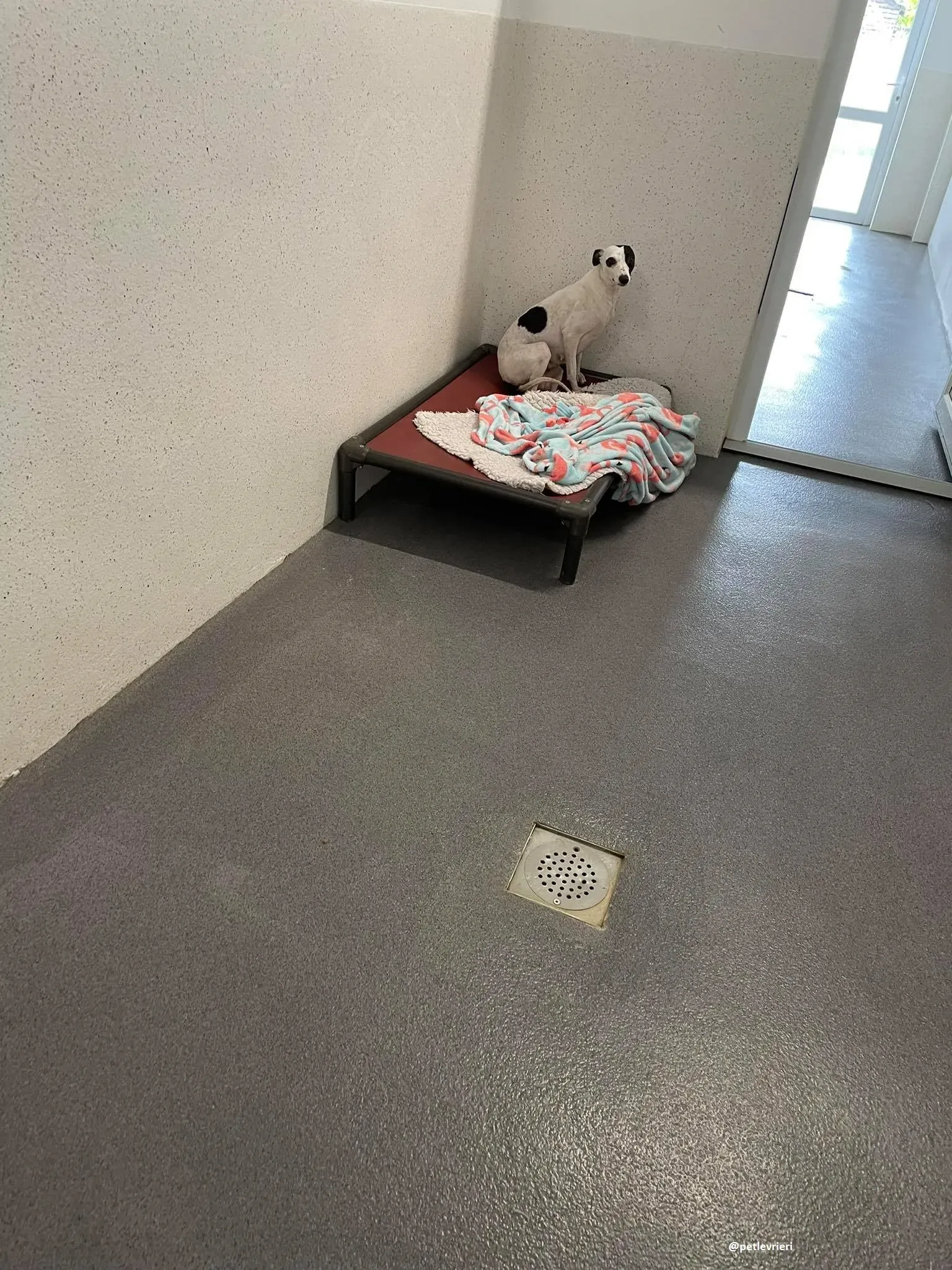 heidi adozione whippet 9