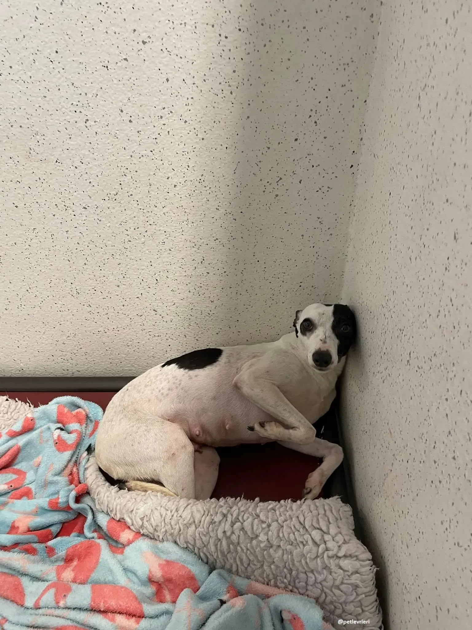 heidi adozione whippet