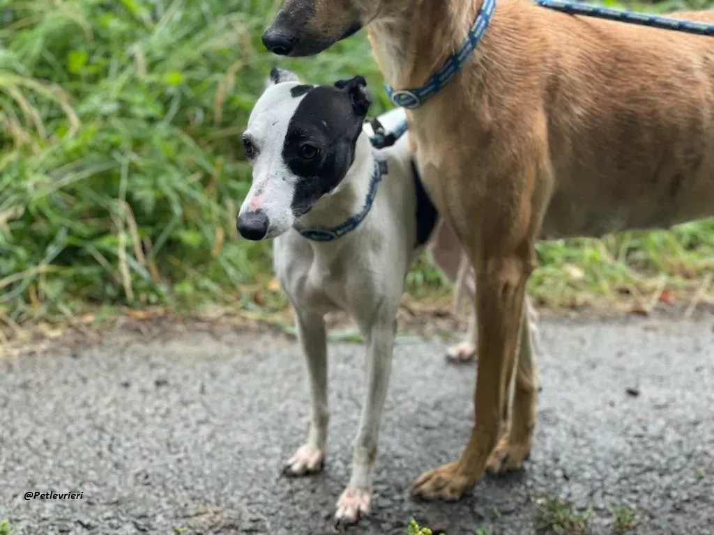 heidi whippet adozione levrieri piccoli 1