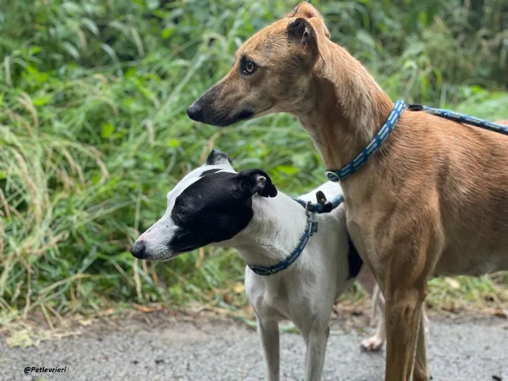 heidi whippet adozione levrieri piccoli 2 1