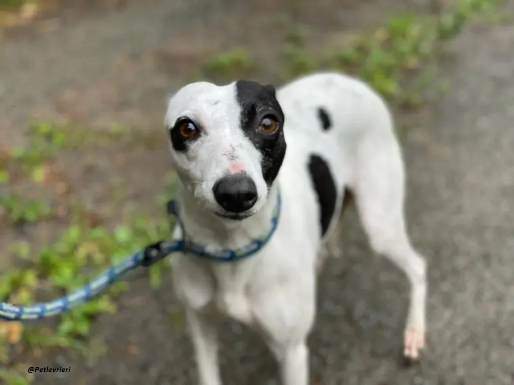 heidi whippet adozione levrieri piccoli 3