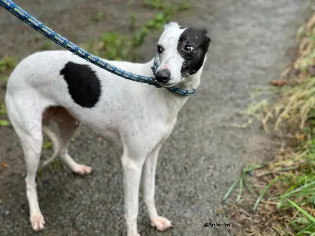 heidi whippet adozione levrieri piccoli 4