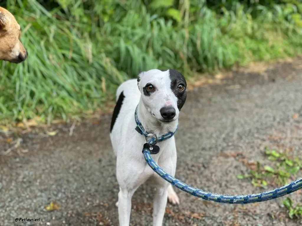 heidi whippet adozione levrieri piccoli 5