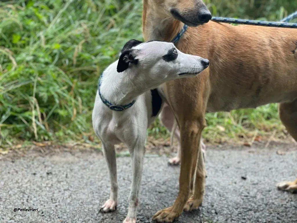 heidi whippet adozione levrieri piccoli 6