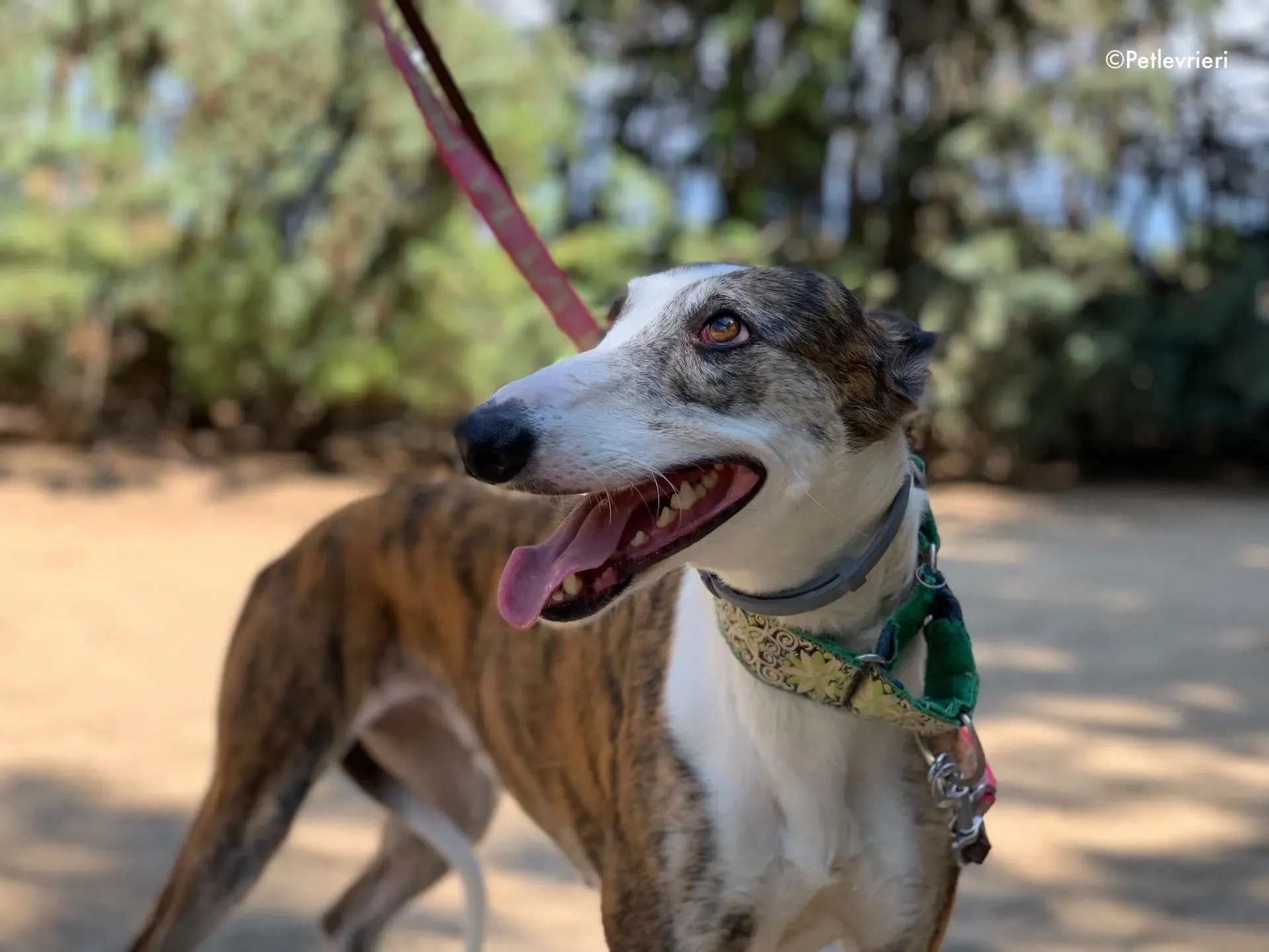 helen adozione levrieri galgo 10