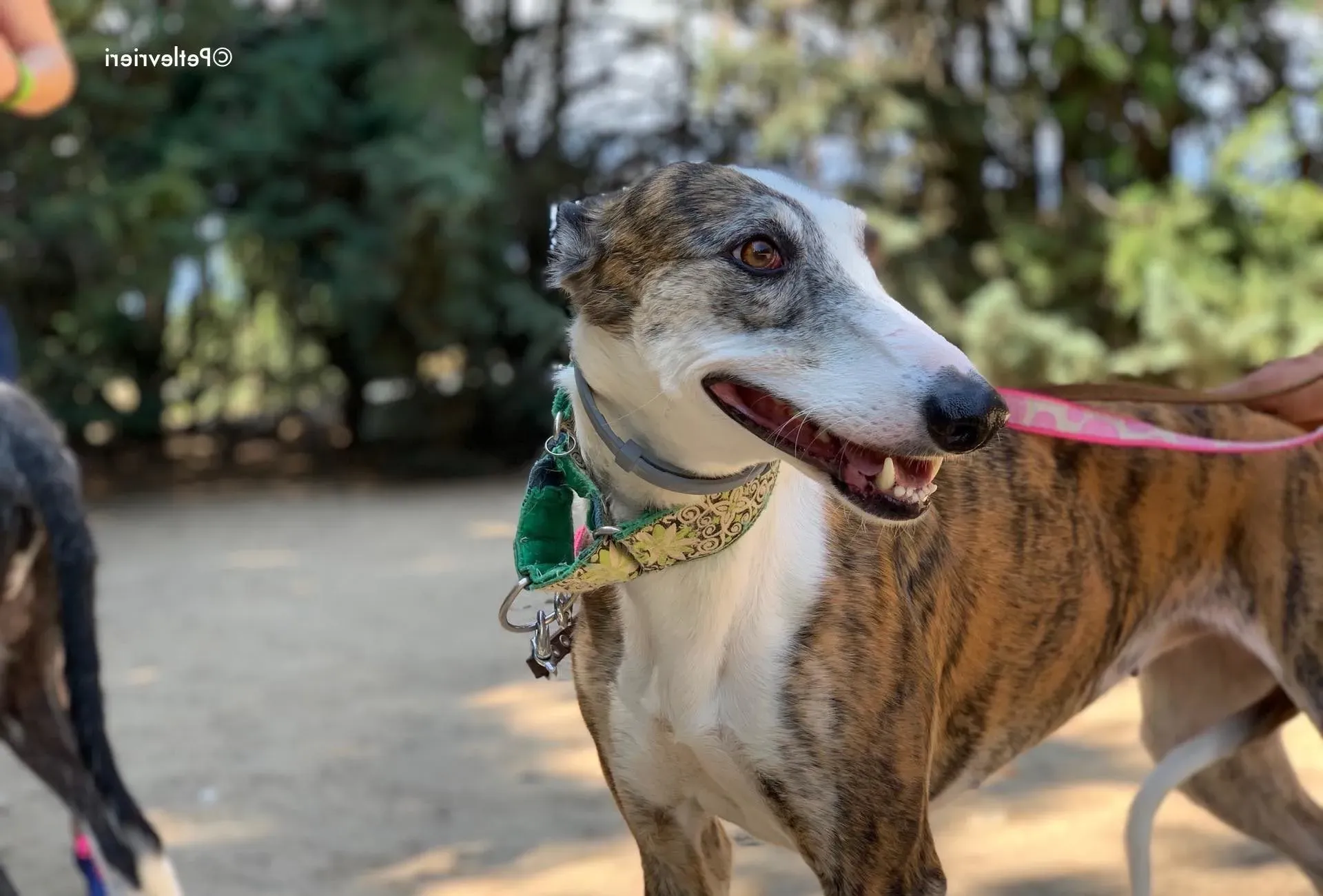 helen adozione levrieri galgo 11 e1636631992113