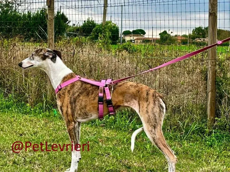 helen adozione levrieri galgo 10