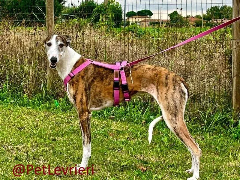 helen adozione levrieri galgo 11