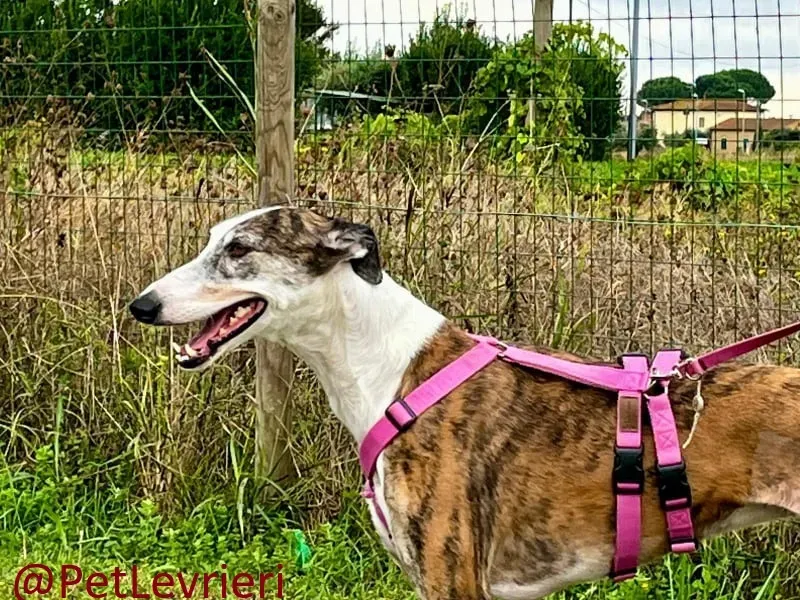 helen adozione levrieri galgo 12