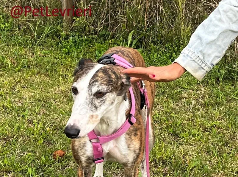 helen adozione levrieri galgo 13