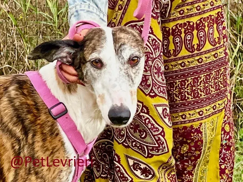 helen adozione levrieri galgo 14