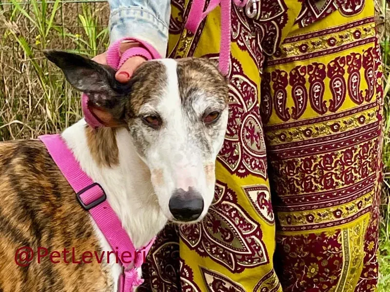 helen adozione levrieri galgo 15