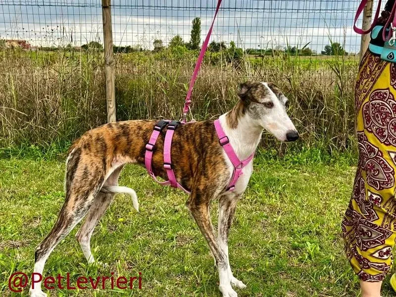 helen adozione levrieri galgo 16