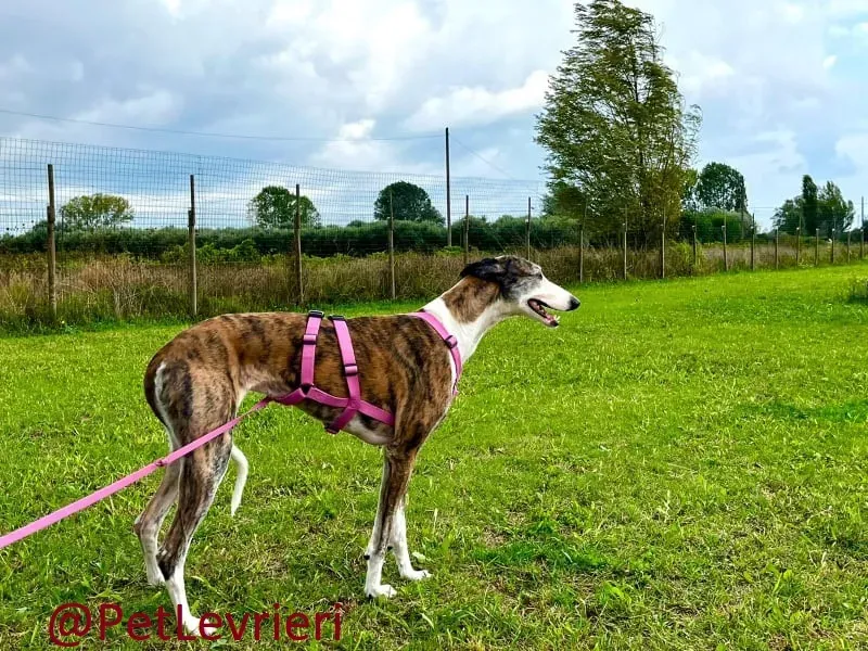 helen adozione levrieri galgo 17