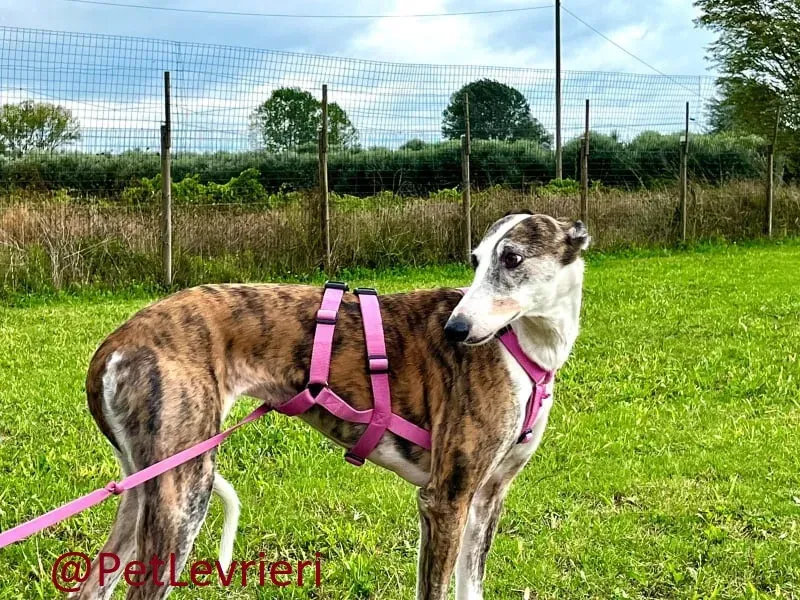 helen adozione levrieri galgo 18