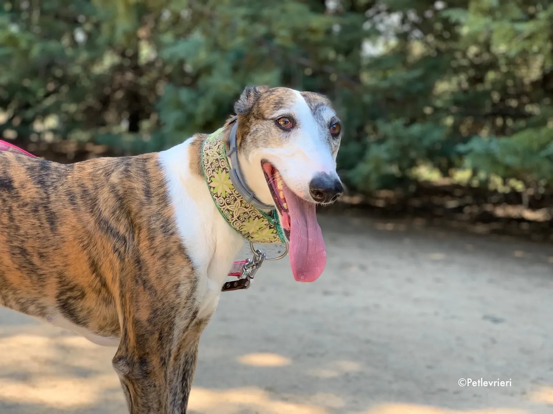 helen adozione levrieri galgo 2