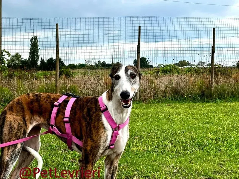 helen adozione levrieri galgo 19