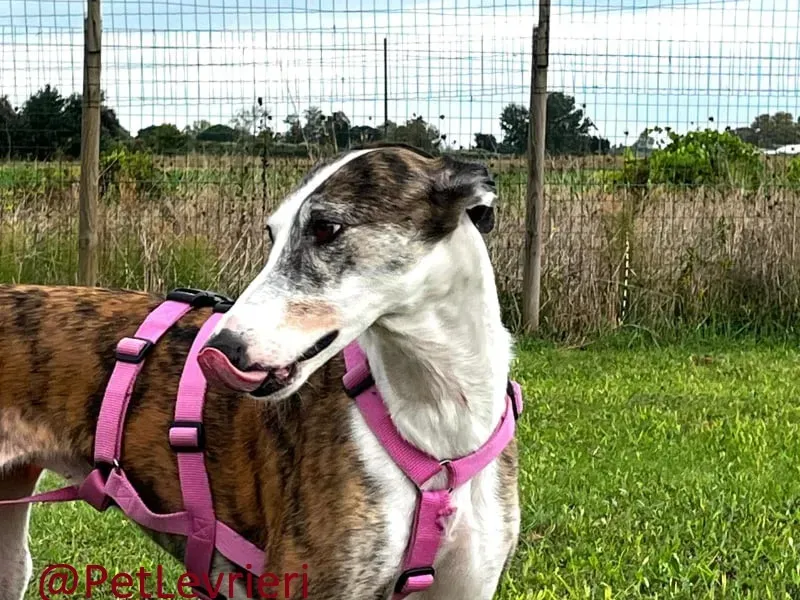 helen adozione levrieri galgo 20