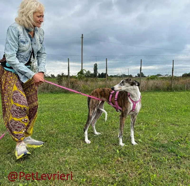 helen adozione levrieri galgo 21