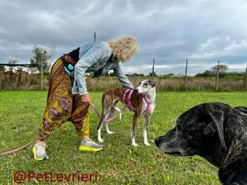 helen adozione levrieri galgo 22