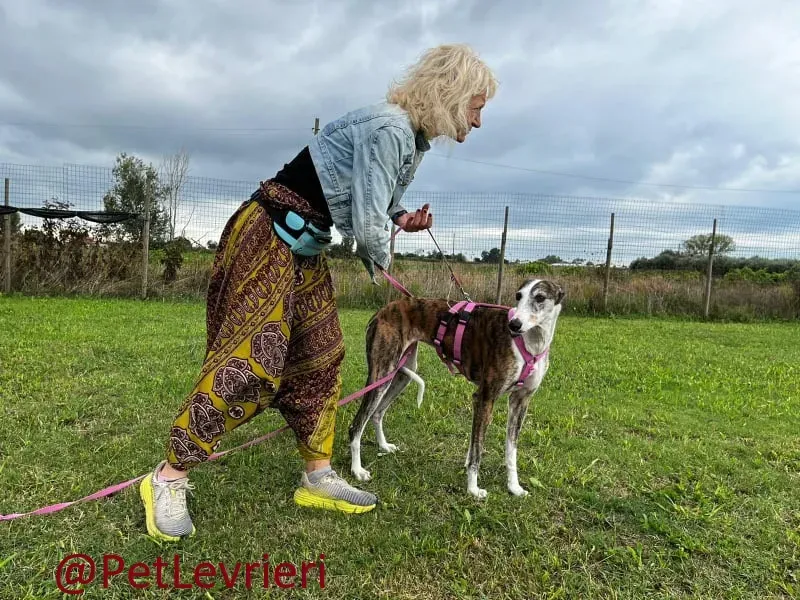 helen adozione levrieri galgo 23