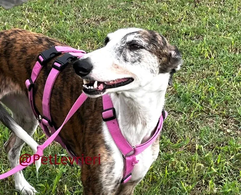 helen adozione levrieri galgo 24