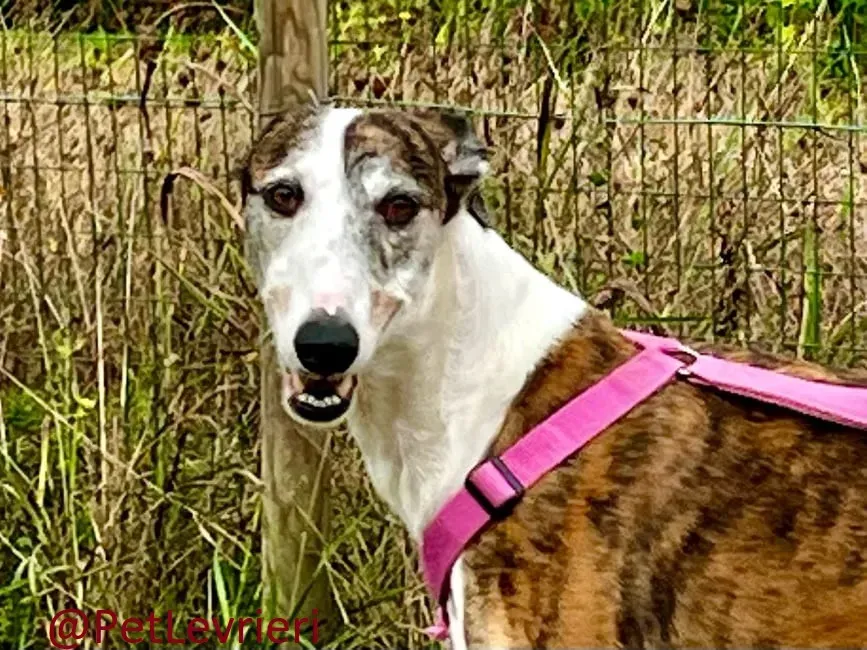 helen adozione levrieri galgo 25