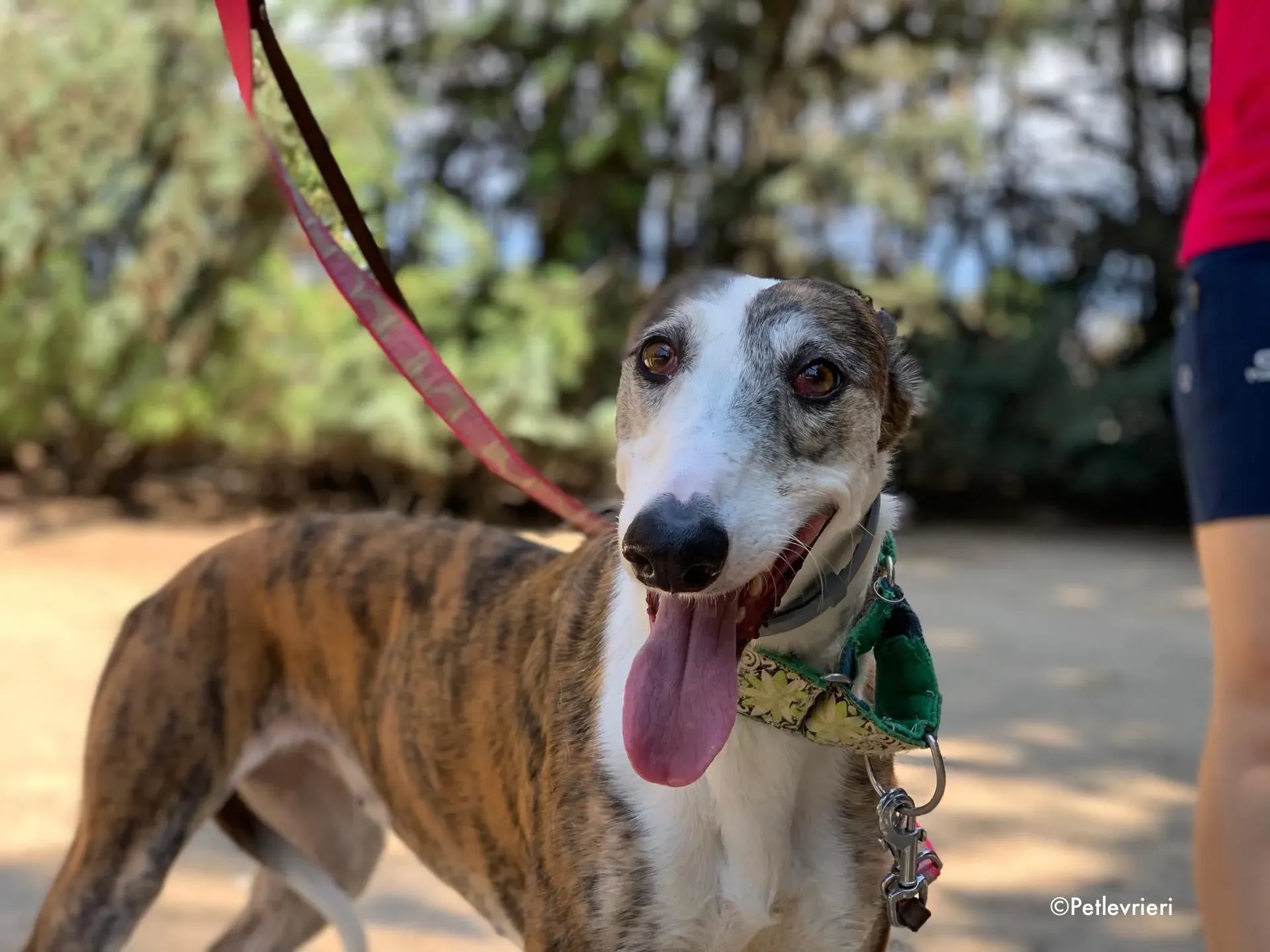 helen adozione levrieri galgo 3