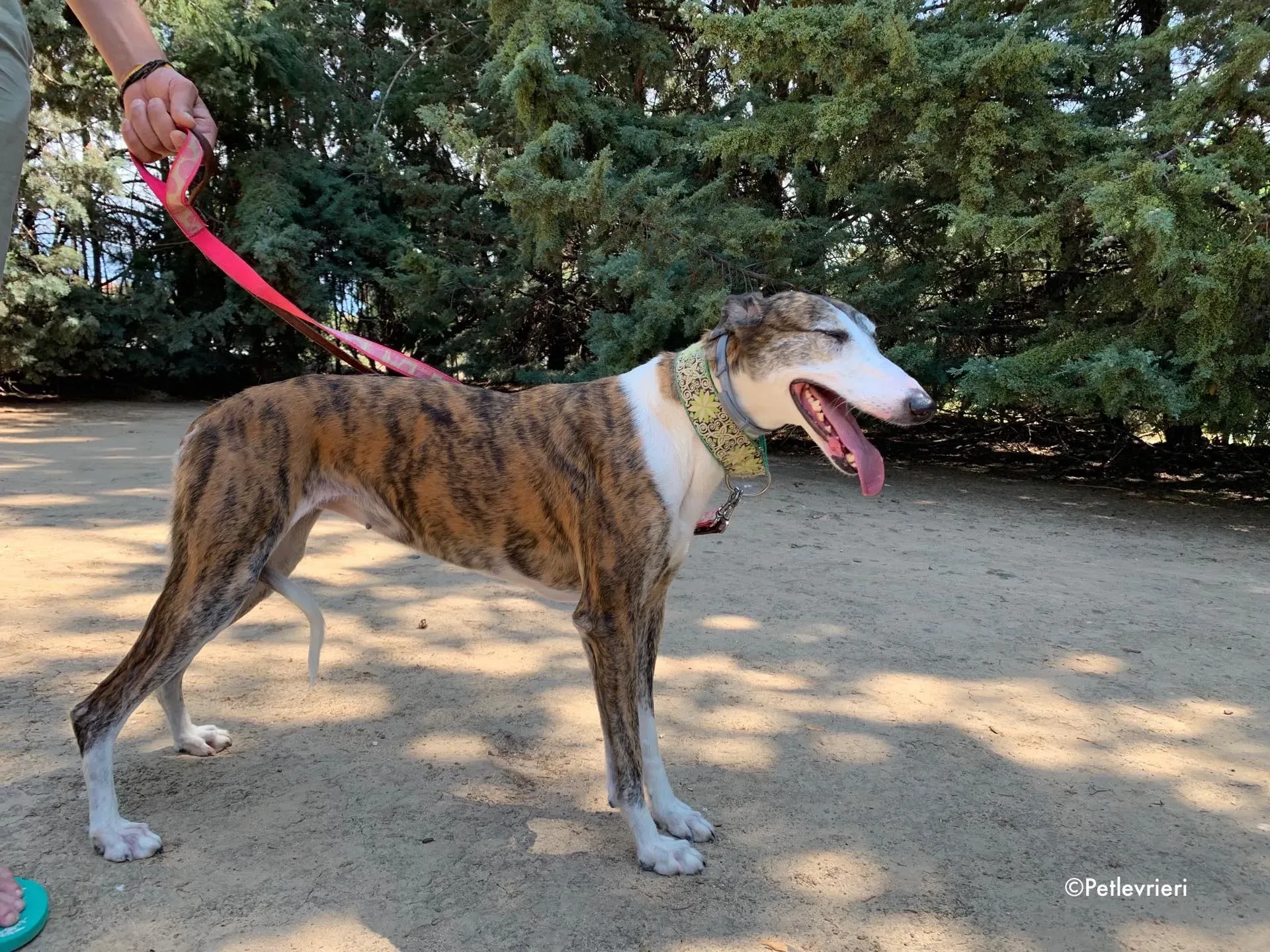 helen adozione levrieri galgo 4