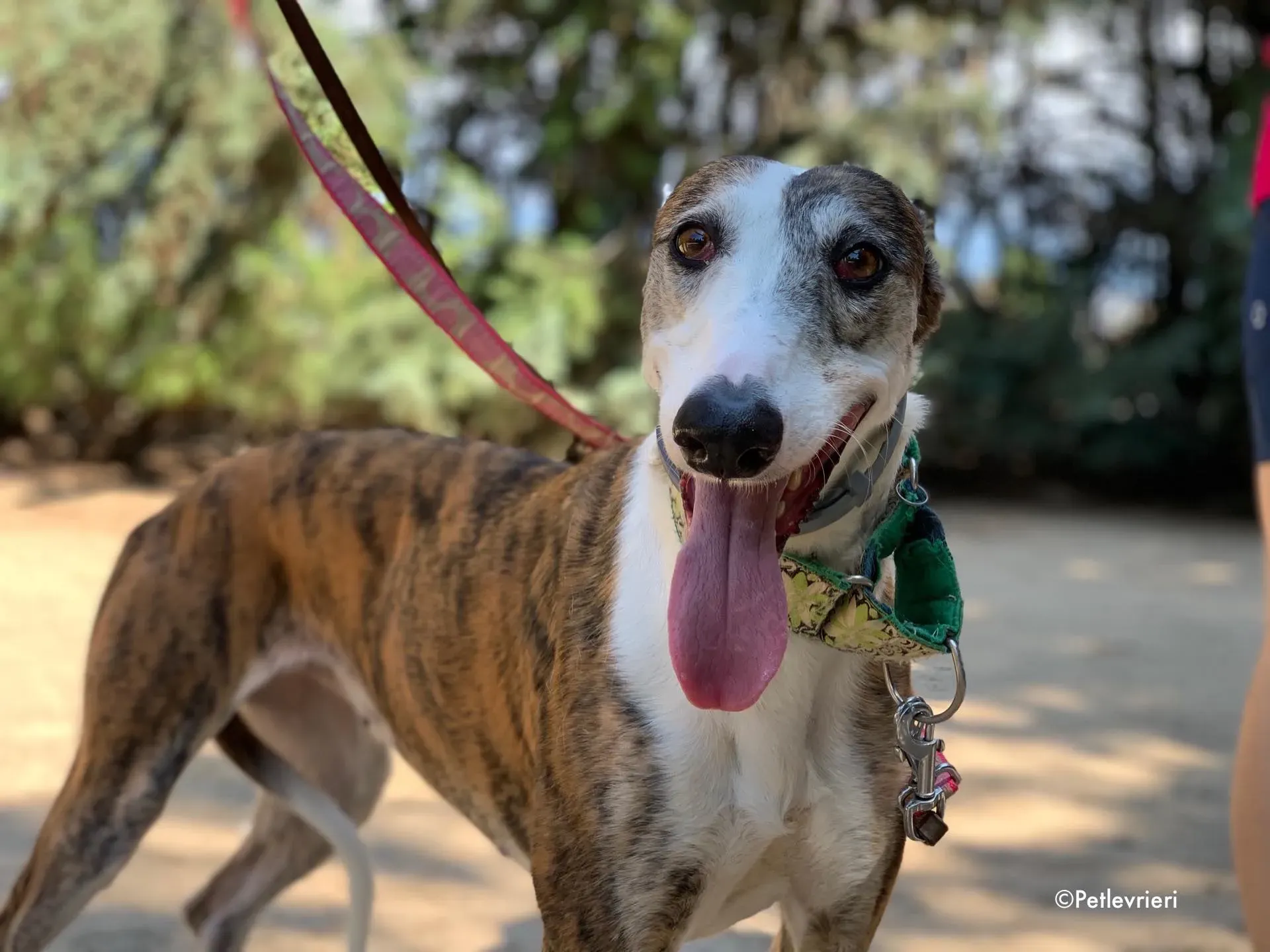 helen adozione levrieri galgo 5