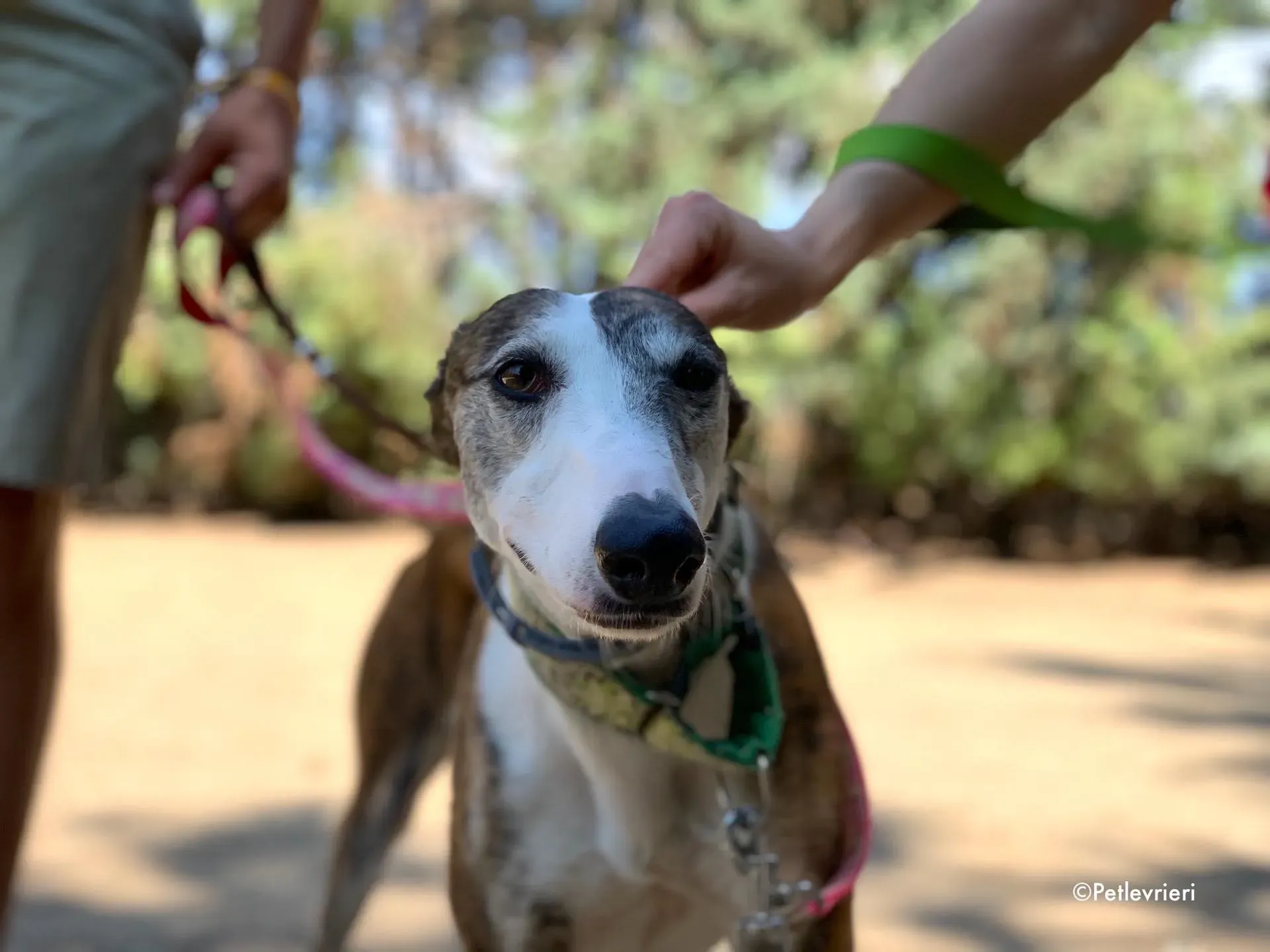 helen adozione levrieri galgo 6