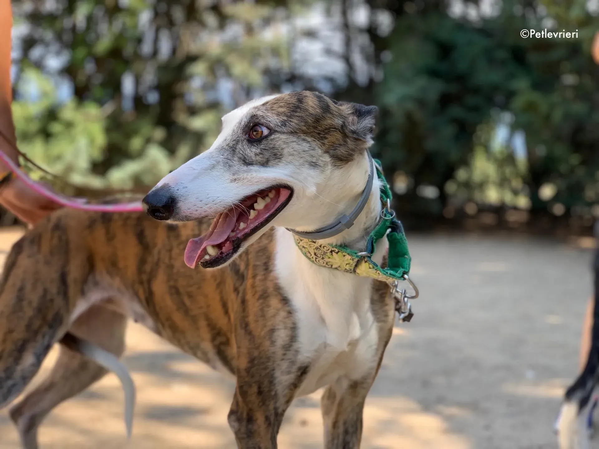helen adozione levrieri galgo 7