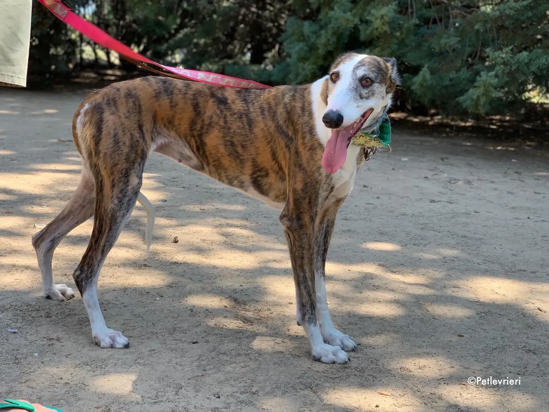 helen adozione levrieri galgo 8