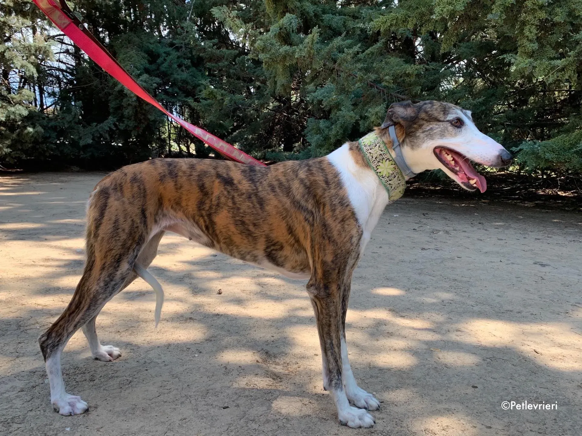 helen adozione levrieri galgo 9