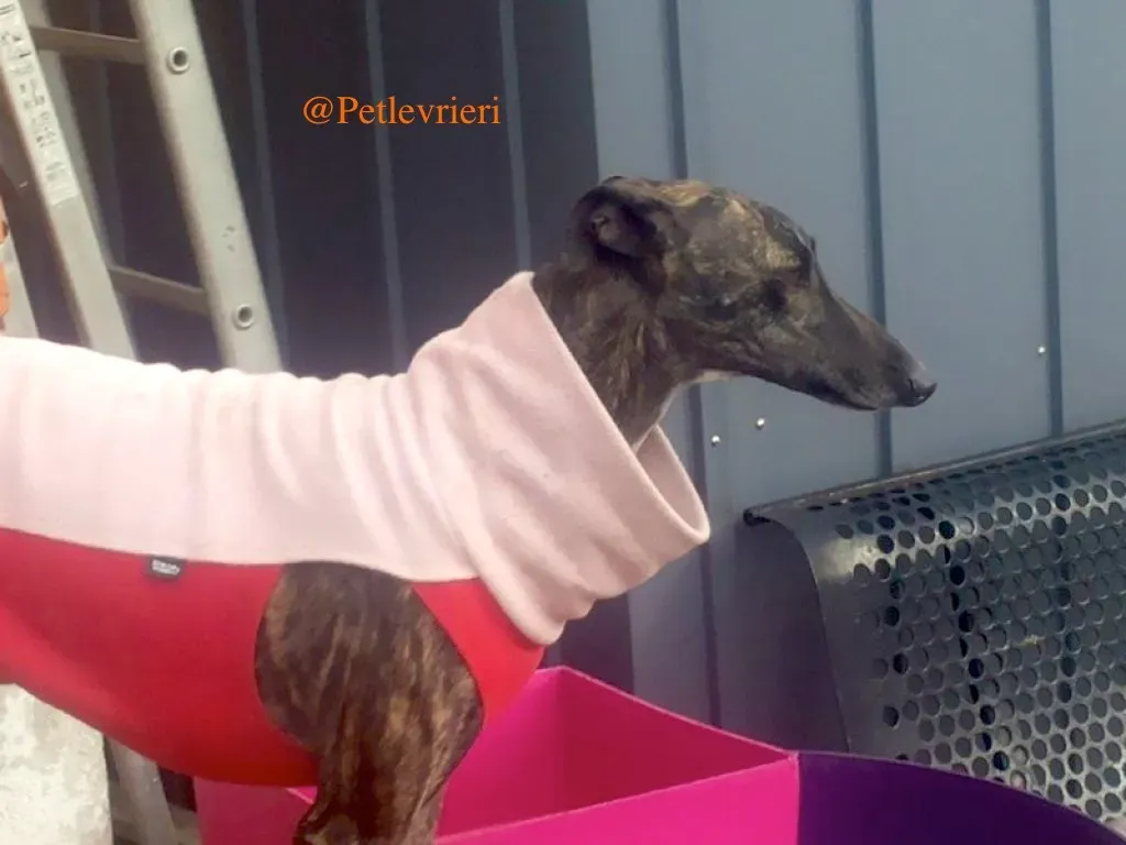 helena adozione levrieri galgo 1