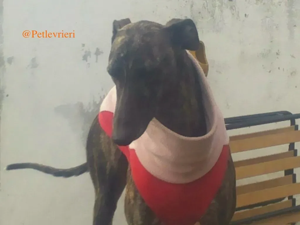 helena adozione levrieri galgo 2