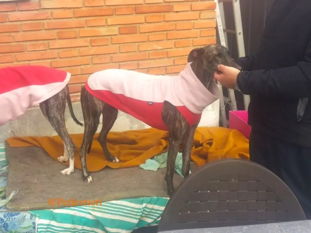 helena adozione levrieri galgo 3