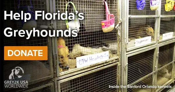 help floridas greyhounds email