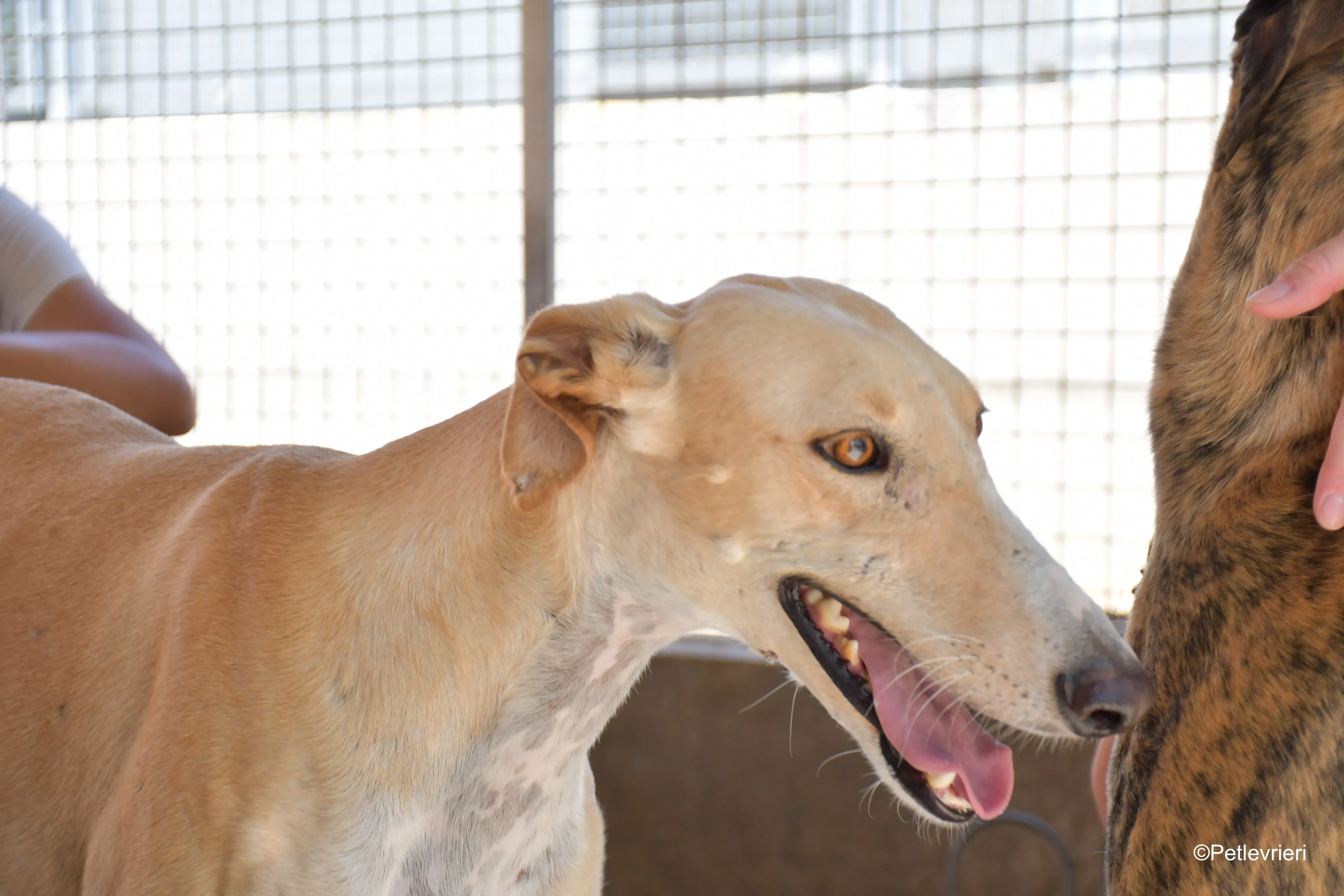 henry adozione levrieri galgo 1
