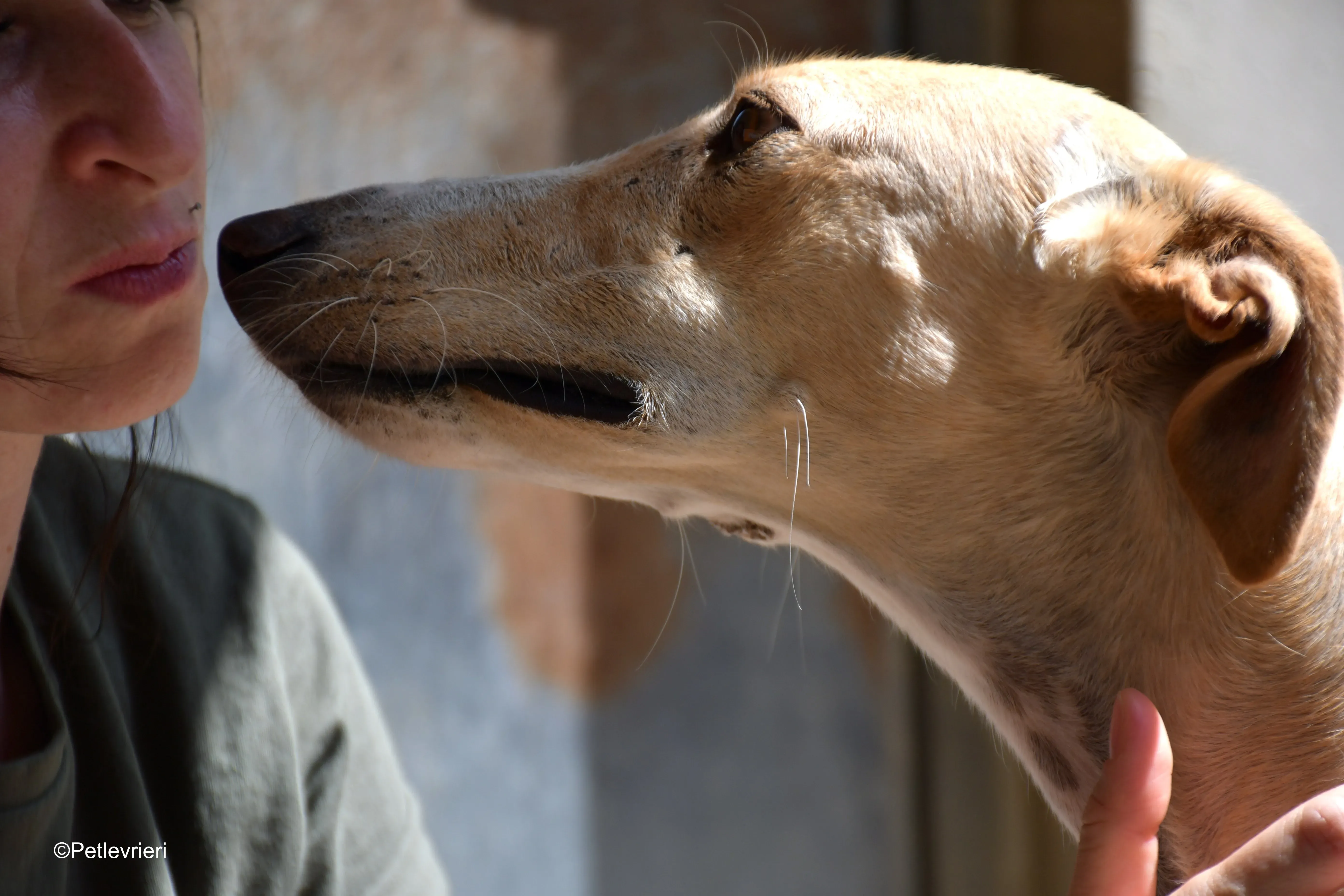henry adozione levrieri galgo 2