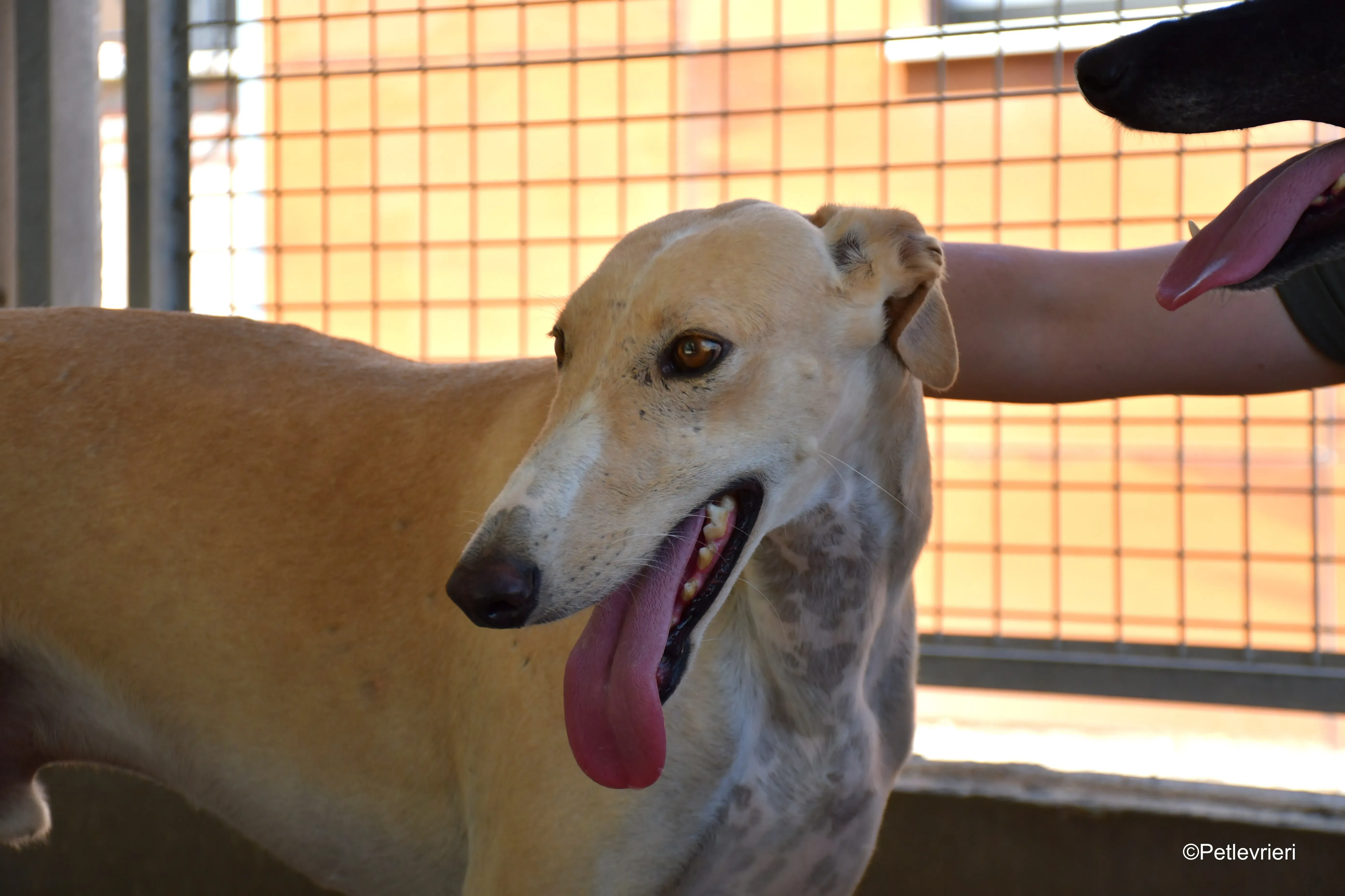 henry adozione levrieri galgo 3