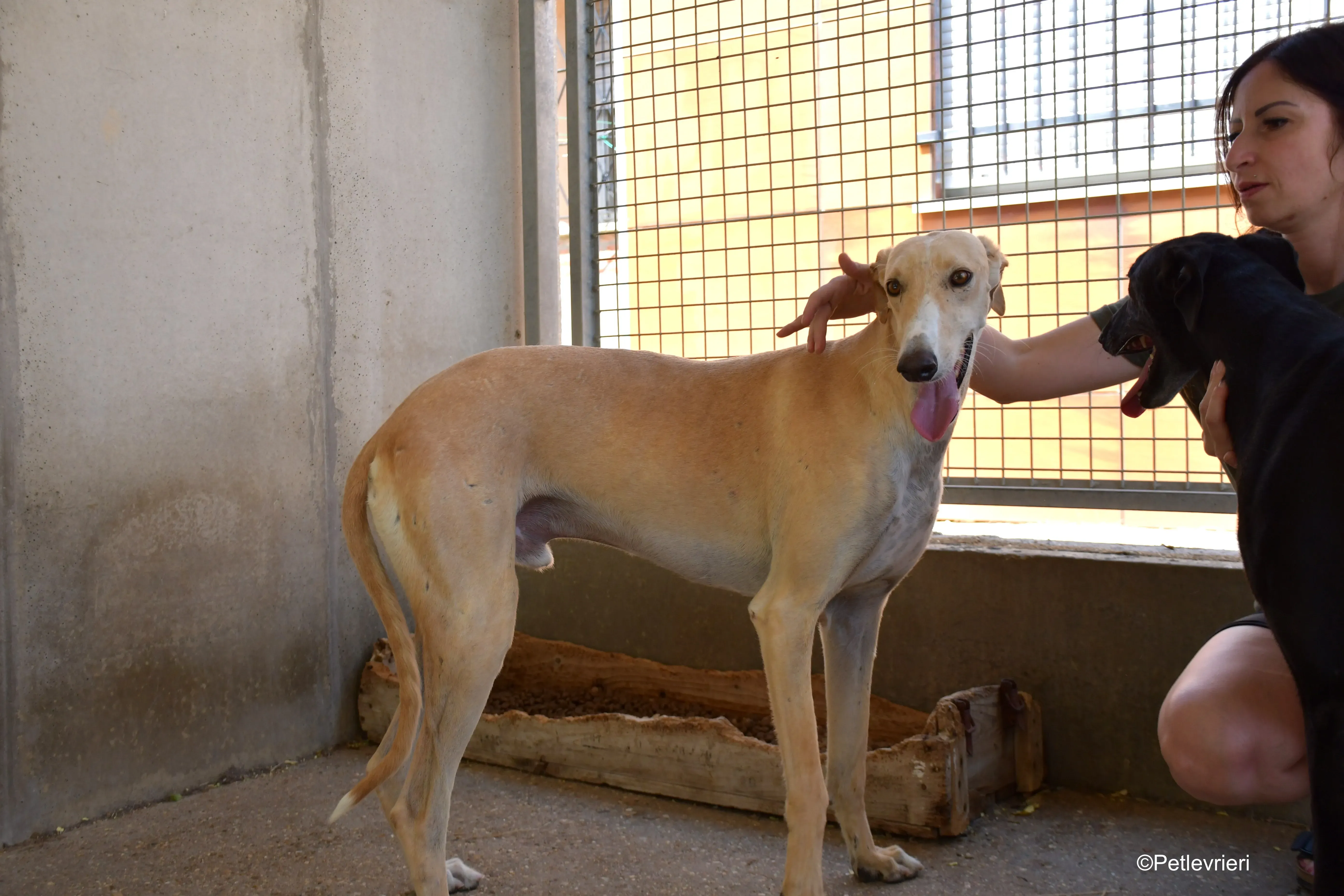 henry adozione levrieri galgo 4